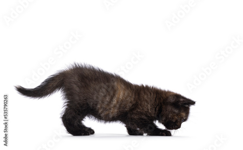 Very tiny curious little tortie British Shorthair cat kitten, walking side ways. Sniffing on the floor. Isolated on a white background.