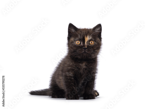 Very tiny curious little tortie British Shorthair cat kitten, sitting up facing front. Looking straight towards camera. Isolated on a white background. © Nynke