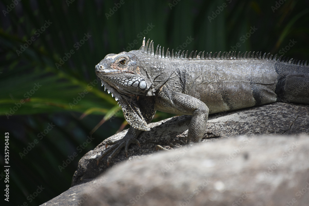 Iguana Crawling Across A Rock Sunning Himself Iguana Crawling Across A Rock Sunning Himself