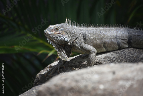 Iguana Crawling Across A  Rock Sunning Himself