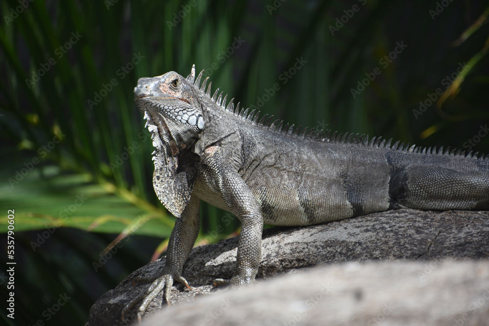 Gray Iguana Posing on a Large Rock Gray Iguana Posing on a Large Rock