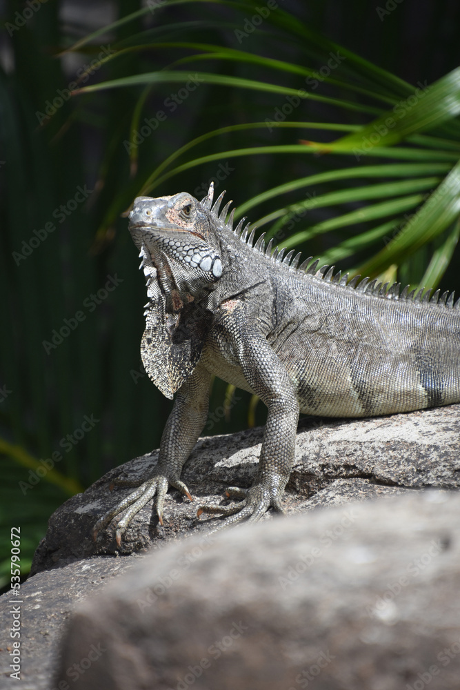Spines Down the Back of a Sunning Iguana Spines Down the Back of a Sunning Iguana