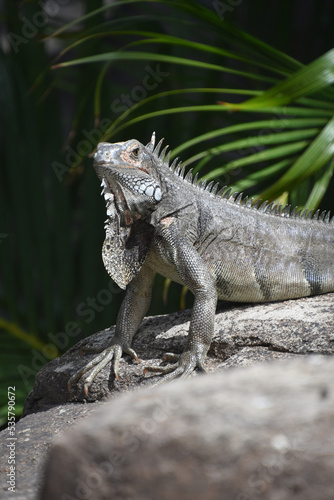 Spines Down the Back of a Sunning Iguana