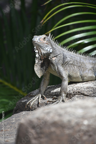 Wild Iguana Posing on a Big Rock