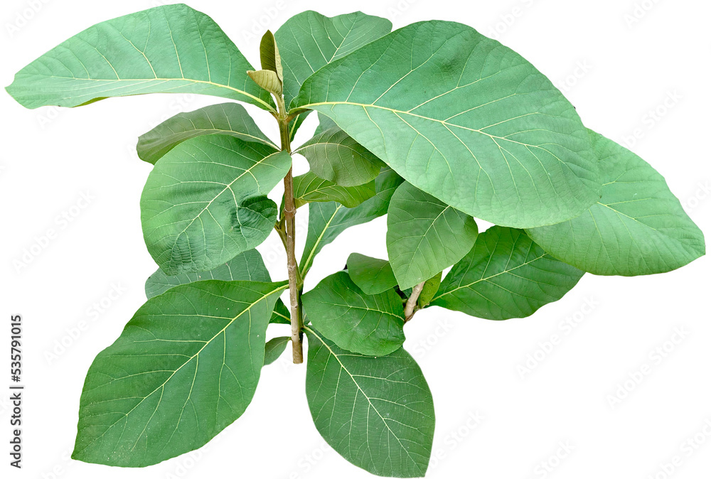 teak tree leaf plant clipart png teak tree leaf plant clipart png