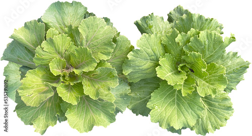 Принти на полотні green vegetable Leaf clipart png