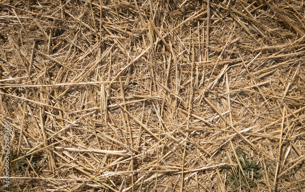 Abstract background with dry hay and grass on the ground