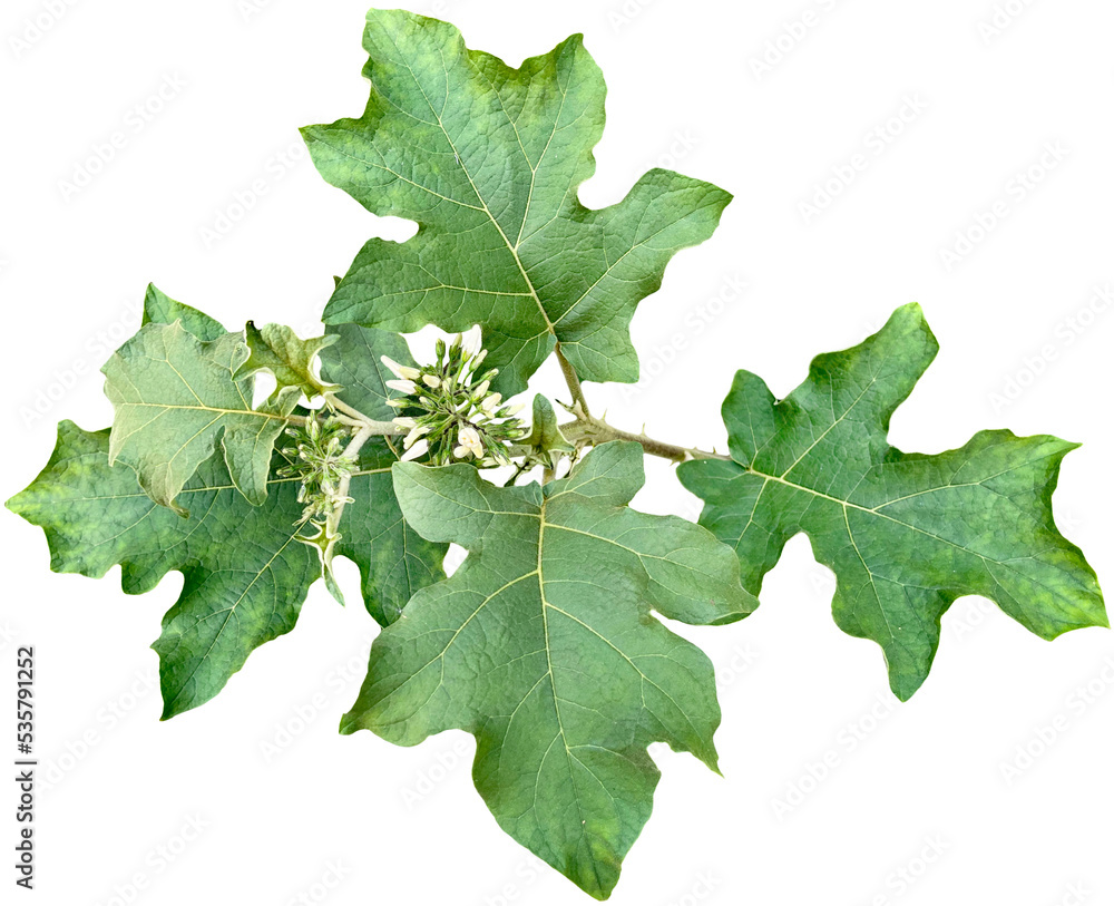 Turkey berry Leaf clipart png Turkey berry Leaf clipart png