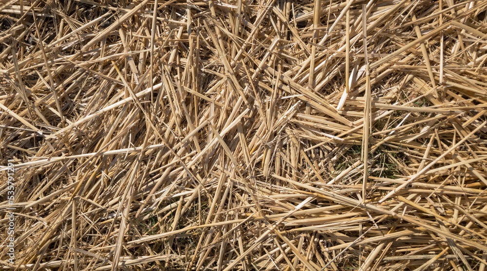 Top view of dry hayor straw and grass on the ground, abstract background