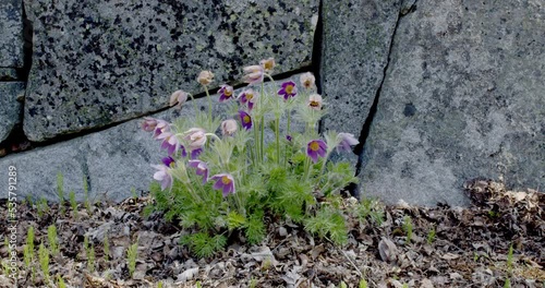 Blossoming common pasque flower (Pulsatilla vulgaris) in church yard, Kumlinge, Ahvenanmaa, Finland. photo