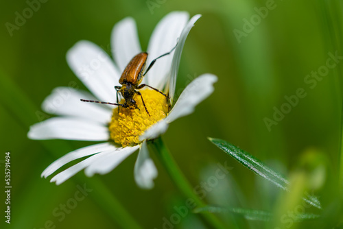 Pomarańczowo czarny chrząszcz pije nektar z biało żółtego kwiatu.