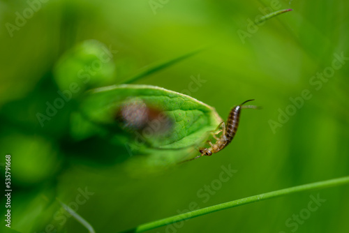 Skorek pospolity (Forficula auricularia), korzec, zausznik, szczypawka, szczypawica, owad idący po liściu.