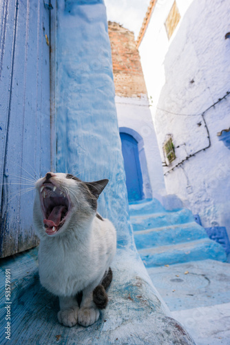 gato en un callejon azul, Chefchauen, -Chauen-, Marruecos, norte de Africa, continente africano photo