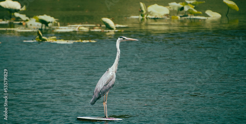 Perched Heron