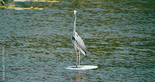 grey heron
