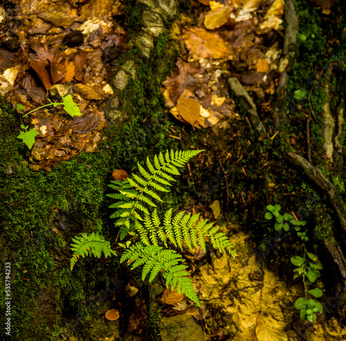 a fern leaves in the forest