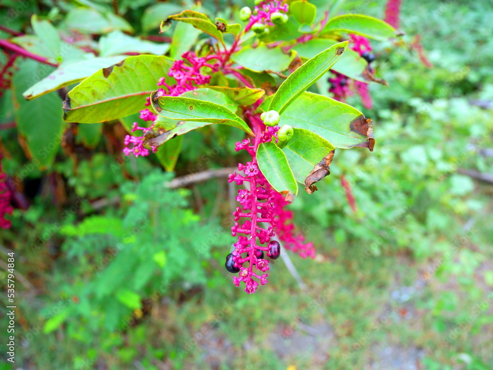 Flora and plants of Abkhazia. Plants growing on the Black Sea coast. Flora and plants of Abkhazia. Plants growing on the Black Sea coast.