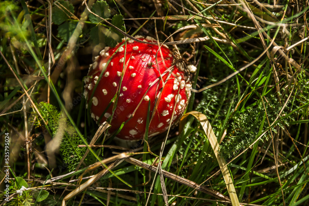 a red Amanita Muscaria in the forest a red Amanita Muscaria in the forest