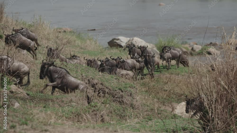 Wildebeest migration across the Mara river in the Serengeti National Park, Tanzania Wildebeest migration across the Mara river in the Serengeti National Park, Tanzania