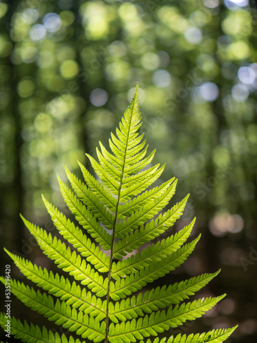 fern leaves in forest in sunshine.