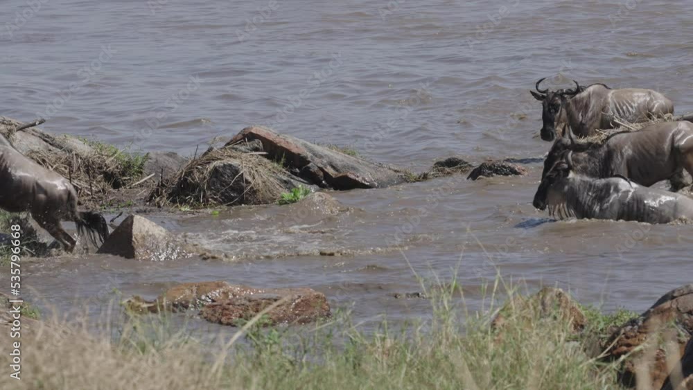 Wildebeest migration across the Mara river in the Serengeti National Park, Tanzania Wildebeest migration across the Mara river in the Serengeti National Park, Tanzania