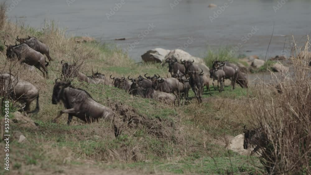 Wildebeest migration across the Mara river in the Serengeti National Park, Tanzania Wildebeest migration across the Mara river in the Serengeti National Park, Tanzania