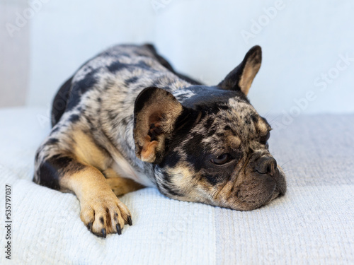 Selective focus closeup of brindle French bulldog juvenile lying down on a couch with forlorn expression © Anne Richard