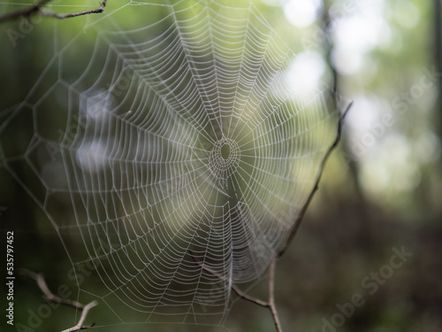 spiderweb in the fog in forest