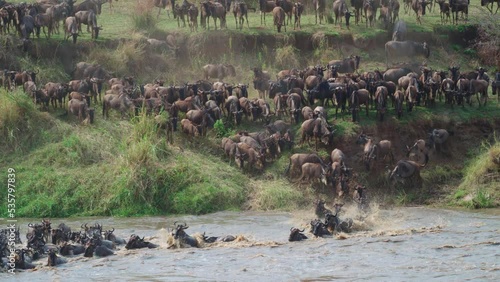 Wildebeest migration across the Mara river in the Serengeti National Park, Tanzania