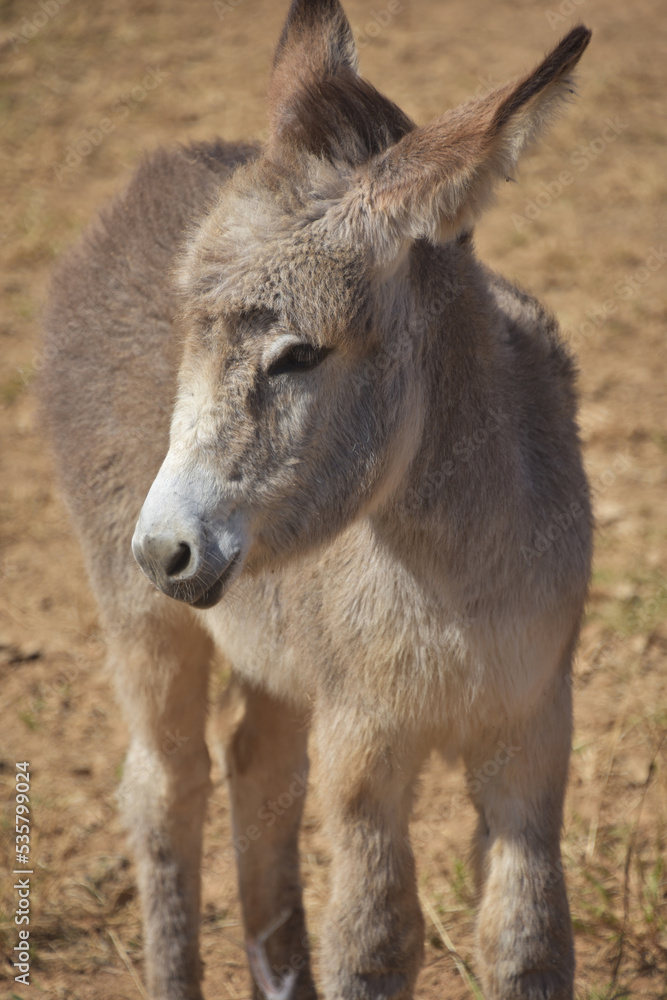 Shaggy Wild Baby Donkey with Long Fur Shaggy Wild Baby Donkey with Long Fur