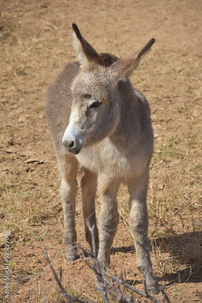 Naklejka premium Tiny Gray Wild Baby Donkey in a Desert