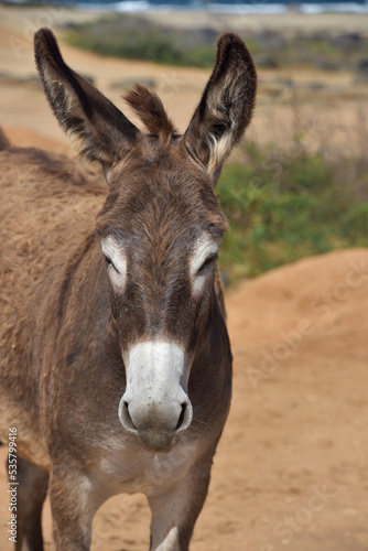 Gorgeous Brown and White Wild Donkey in Aruba © dejavudesigns
