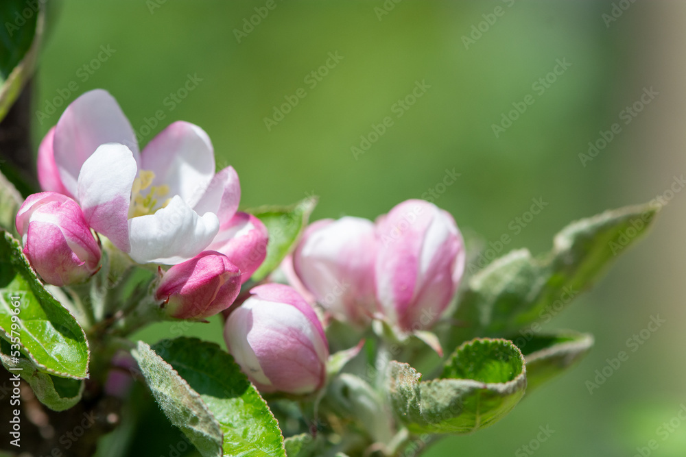 Apfelbaumblüten Apfelbaumblüten