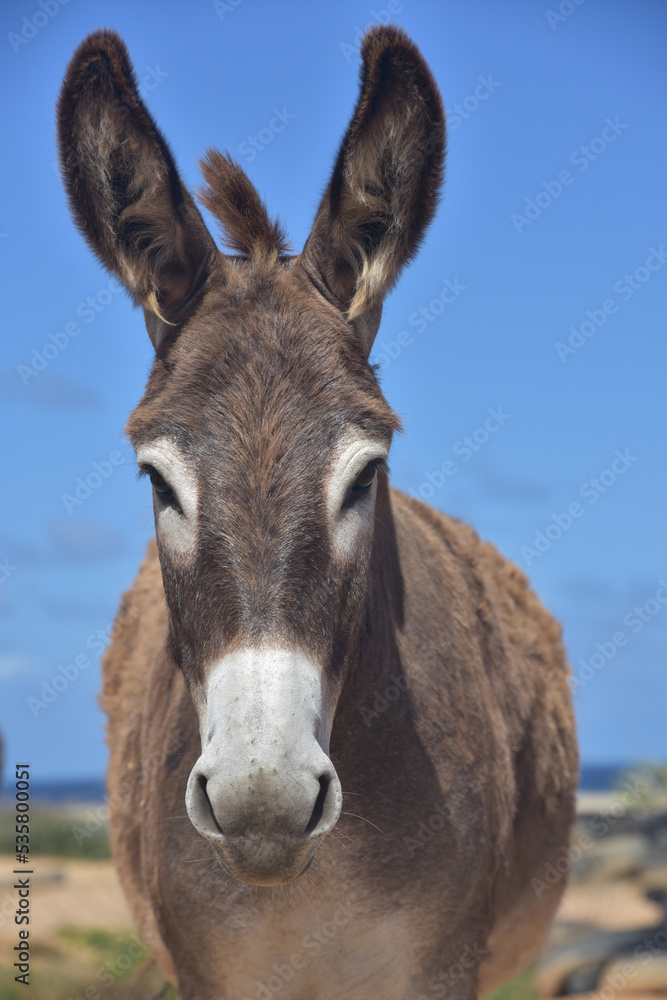 Very Cute Brown and White Wild Donkey in Aruba