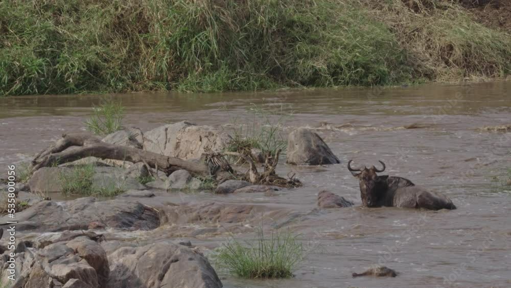 Wildebeest migration across the Mara river in the Serengeti National Park, Tanzania Wildebeest migration across the Mara river in the Serengeti National Park, Tanzania