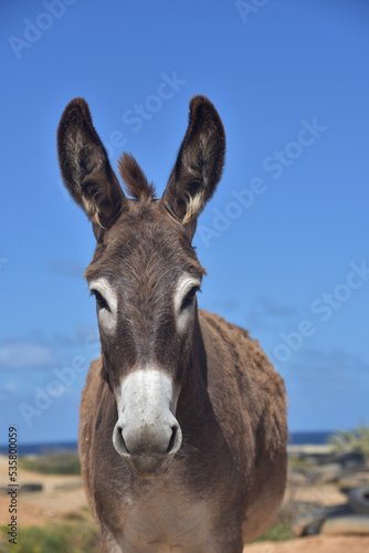 Brown and White Donkey with Shaggy Fur in the Ears