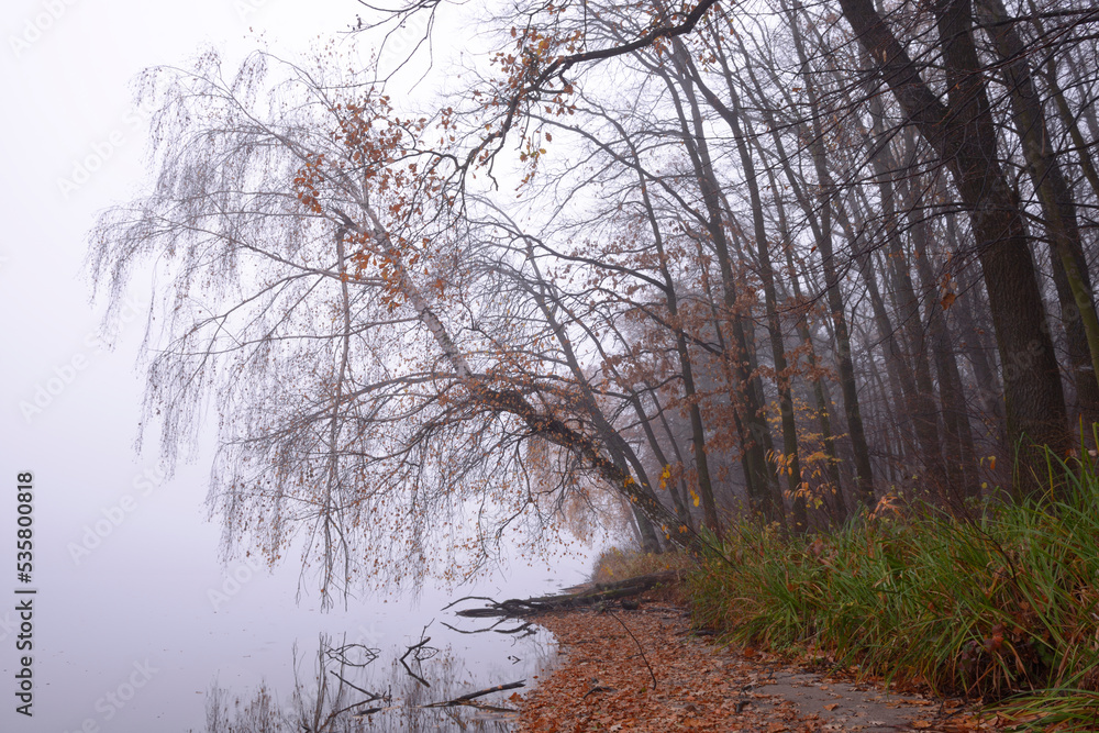 Leafless trees on the shore of lake plunged in fog, gray sky, deep autumn landscape Leafless trees on the shore of lake plunged in fog, gray sky, deep autumn landscape