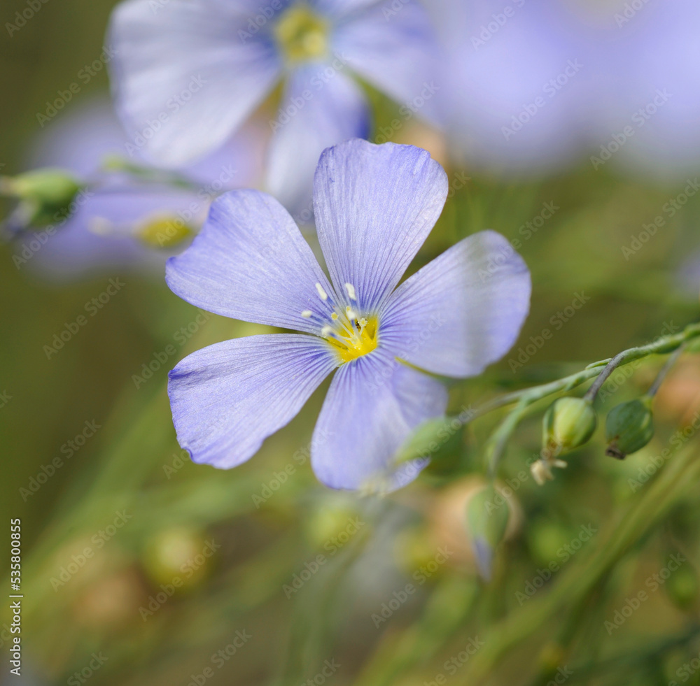 Flowers of common flax, Linum usitatissimum, blooming in a field Flowers of common flax, Linum usitatissimum, blooming in a field