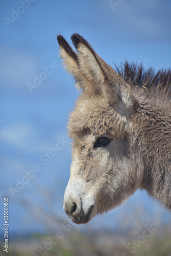 Adorable Wild Baby Donkey With a Side Profile