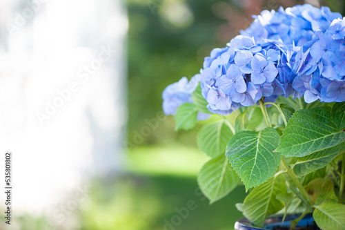 Blue hydrangea macro photo, High quality advertising stock photo. Blue flowers, space for text