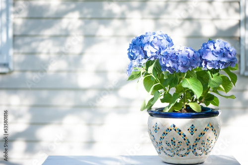 Blue hydrangea flower on the terrace, space for text