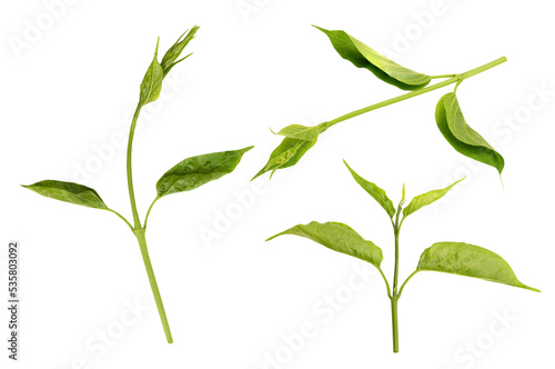 Gymnema inodorum branch green leaves isolated on white background.