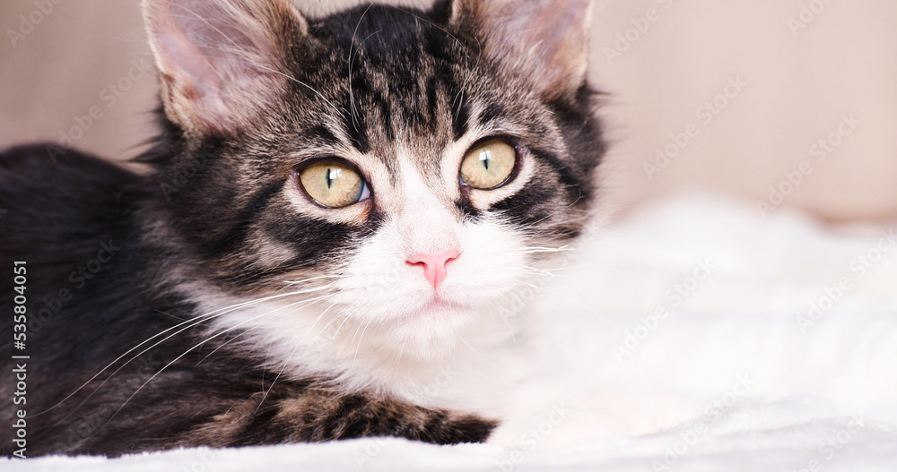 Taby Kitten Stares to Camera with White Background. Pets Concept. Cozy Atmosphere with a Cat at Home. Young Cat Portrait Taby Kitten Stares to Camera with White Background. Pets Concept. Cozy Atmosphere with a Cat at Home. Young Cat Portrait