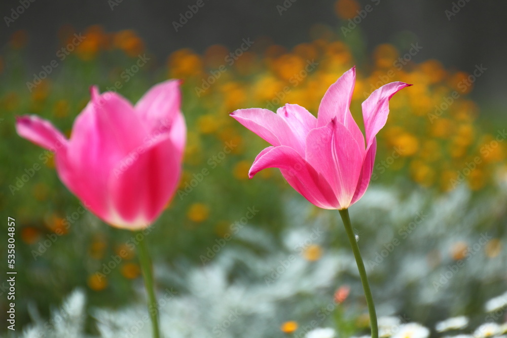 Fototapeta premium 色とりどりに咲き誇る赤白黄色