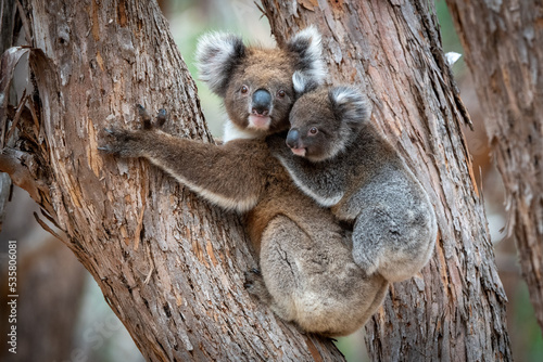 Koala with Joey