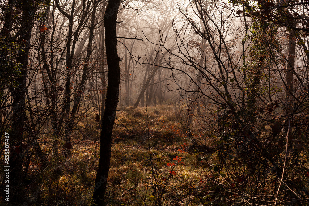 Fototapeta premium Sunlight falls into misty forest