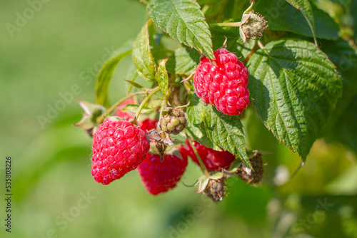 Zbiory malin, maliny rosnące na krzewie | Raspberry harvest, masberries growing on a bush photo