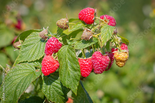 Zbiory malin, maliny rosnące na krzewie | Raspberry harvest, masberries growing on a bush 