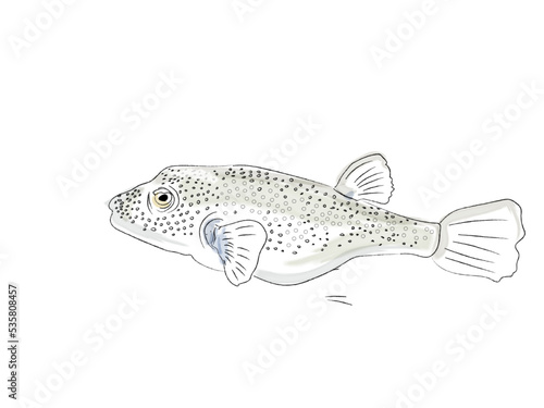 Puffer fish watercolor vector wildlife marine species