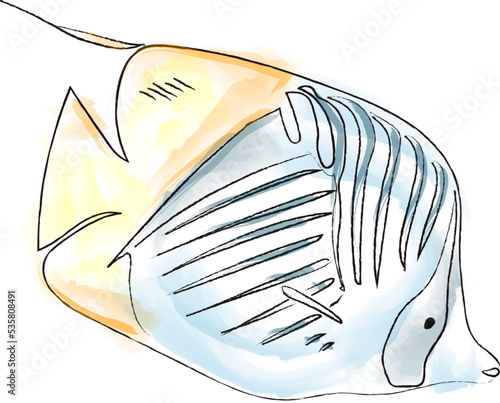 Angel fish red sea species vector watercolors illustration handmade